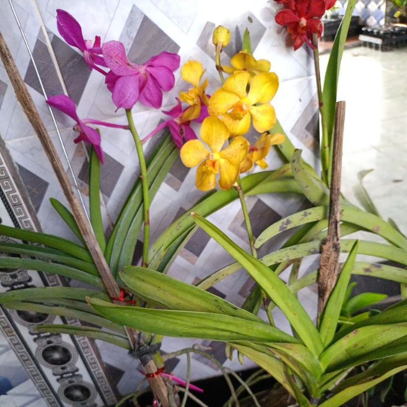 bundling  Vanda mokara