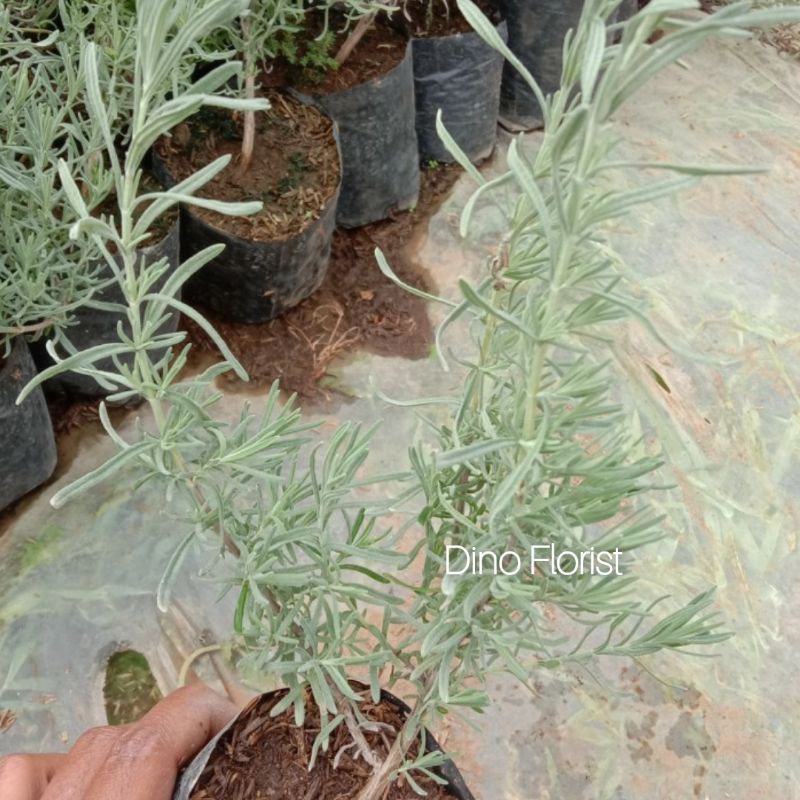 Bibit Tanaman Herbal Lavender Mexican Import / Lavender Mexico