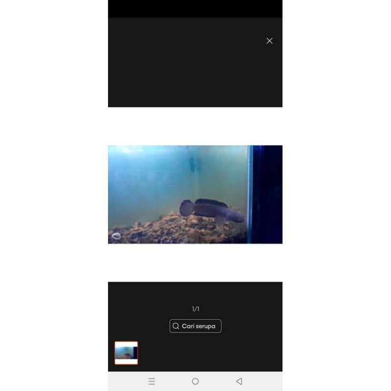 

kardus paking isi limbata 10-11cm beli 2 bonus 1 bergaransi