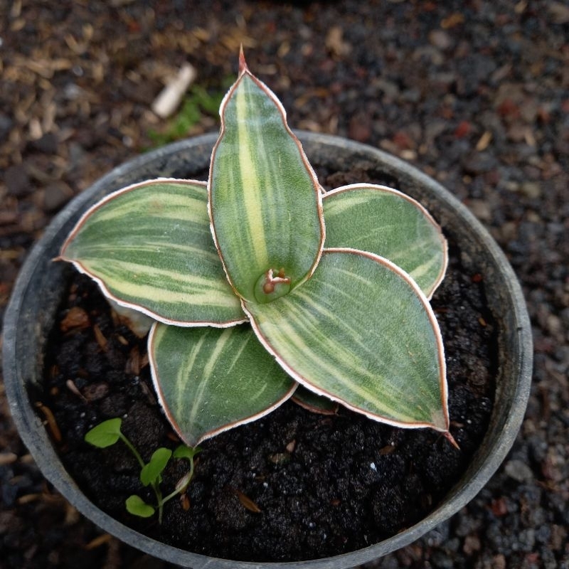 Sanseviera sansevera sanseviera lidah gajah SANSEVIERA BLUE LEAF