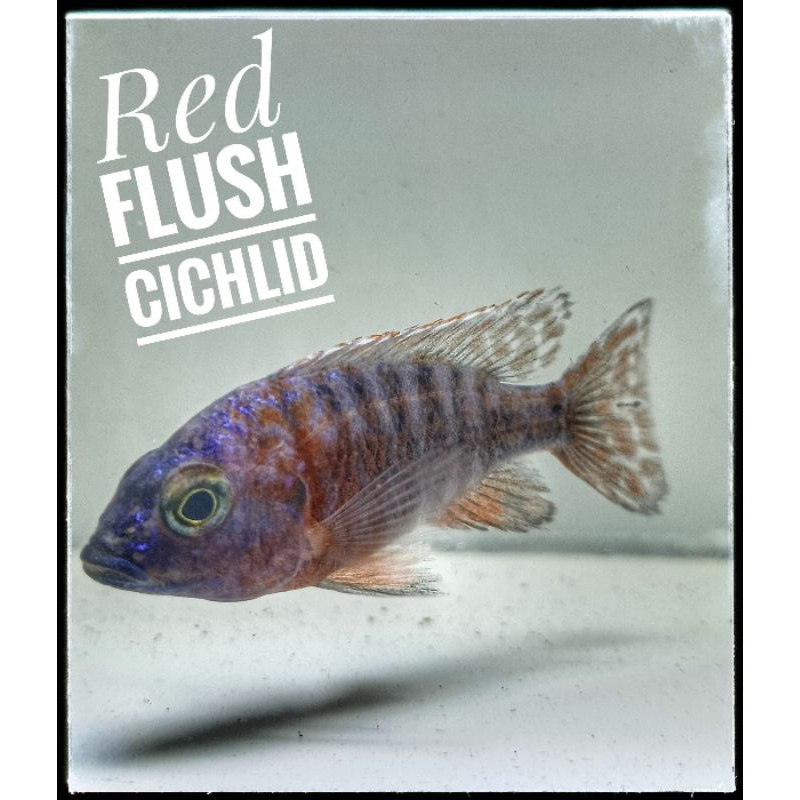 Red Flush Cichlid