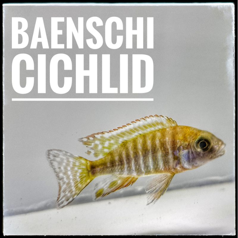 Baenschi Cichlid