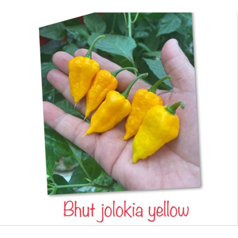 

Jual biji cabe bhut jolokia yellow (biji)