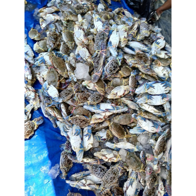 

Rajungan Grade A dan Grade B