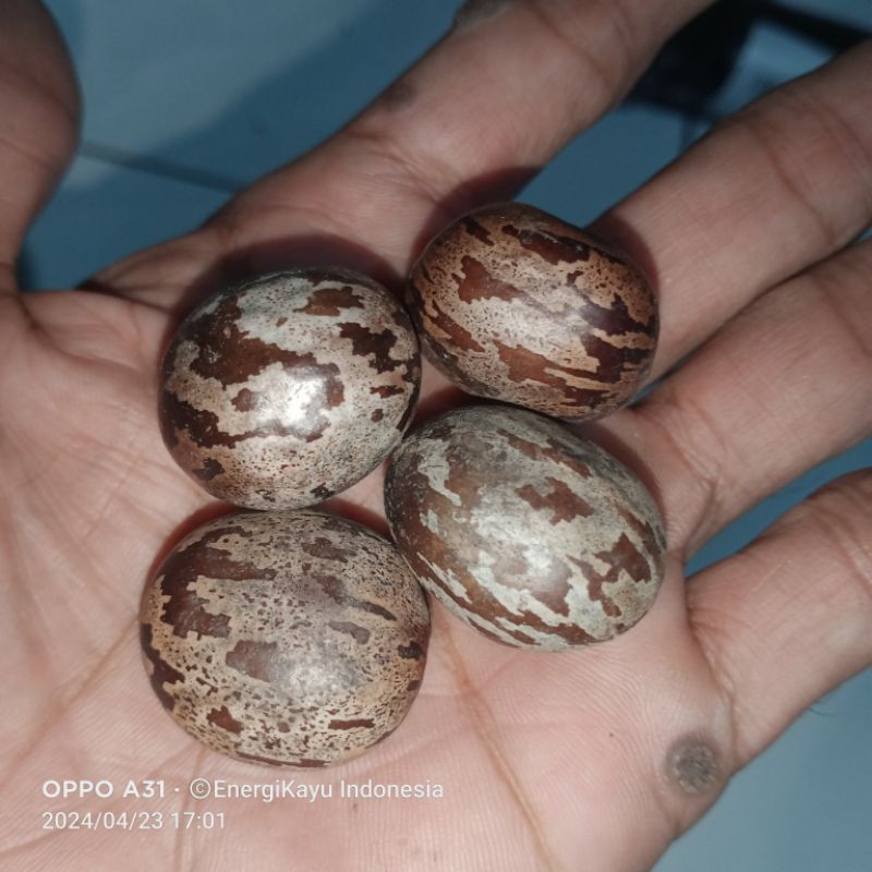 

Biji karet 1000 gram