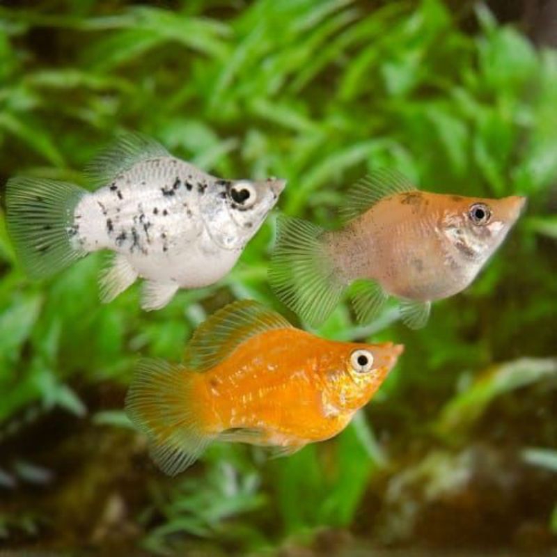 

Ikan Molly
