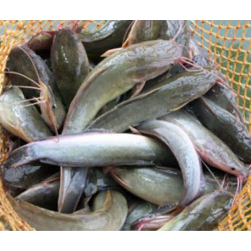 

ikan lele segar 1 kg
