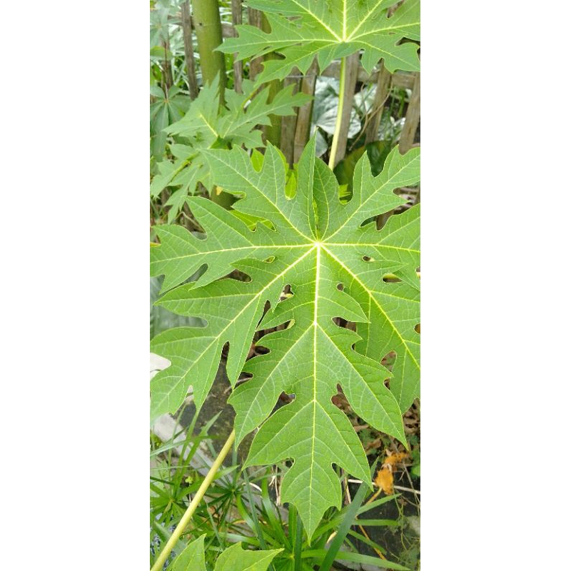 

RANO_HERBAL Daun Pepaya Tua 1/4Kg