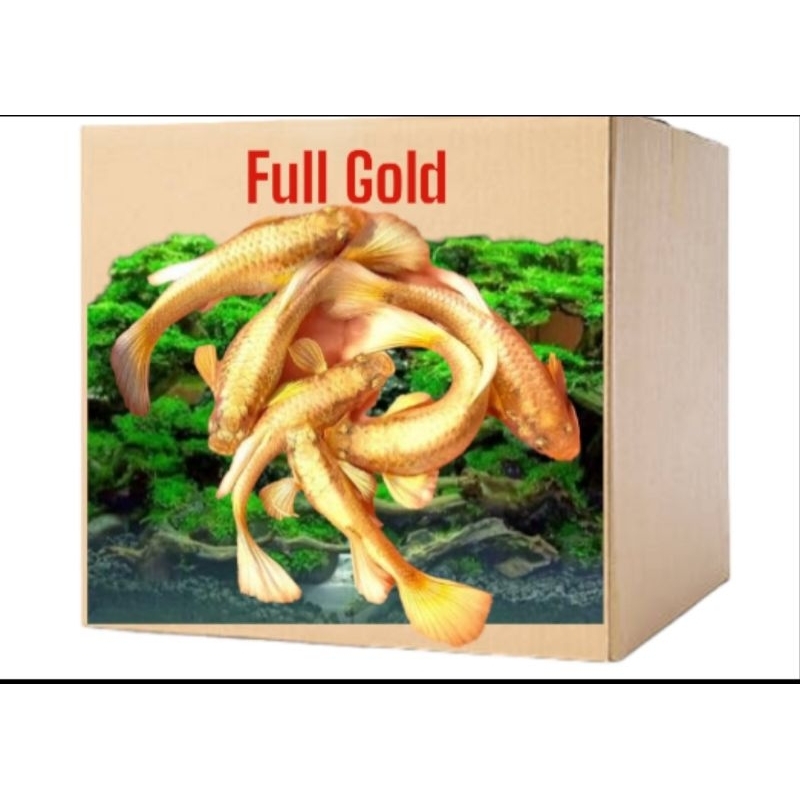 

Kardus Box packing hiasan aquarium guppy full gold gen long ear 24 K line vietnam sepasang