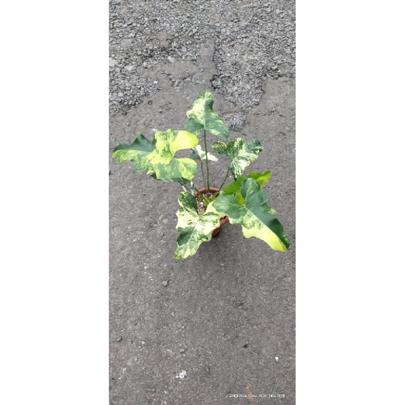 Thaumatophyllum Williamsii Varigata