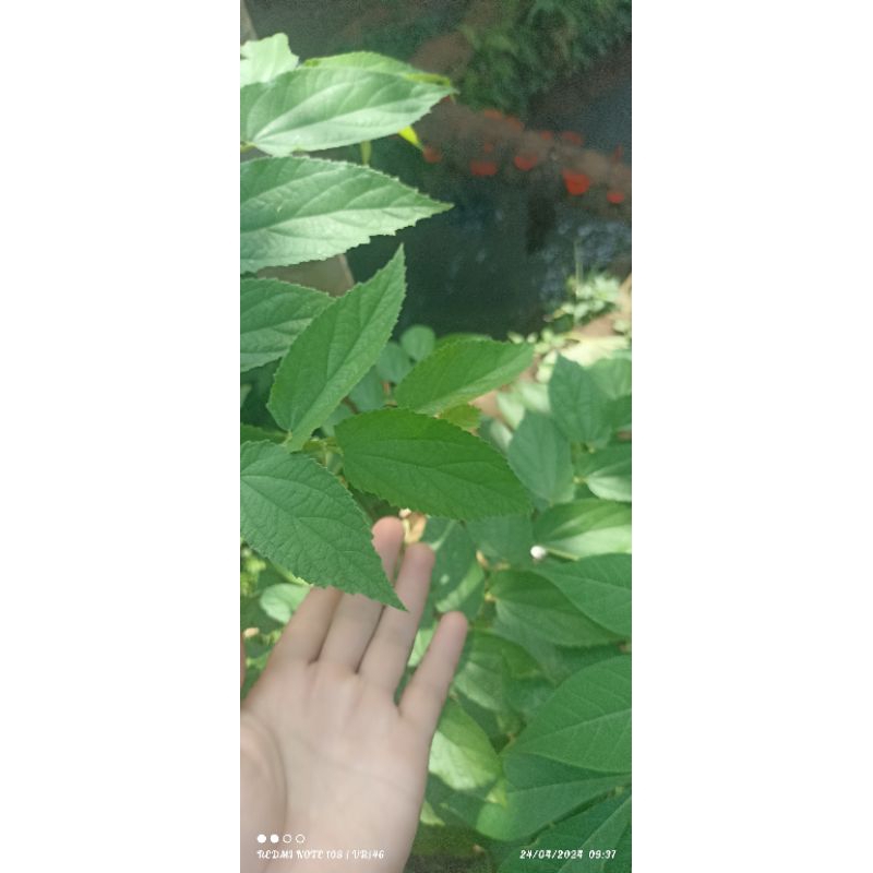 

Daun Kersen /Ceri-Cerian /Kersem