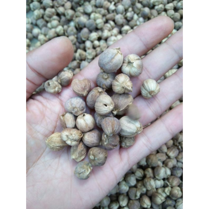 

kapolaga jawa 1/2 kg