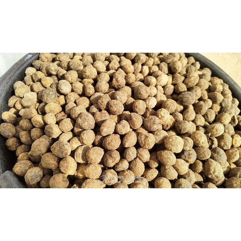 

Rempah rempah asli dari sumatera ready kemiri batok langsung diambil dari kebun (1/kg)