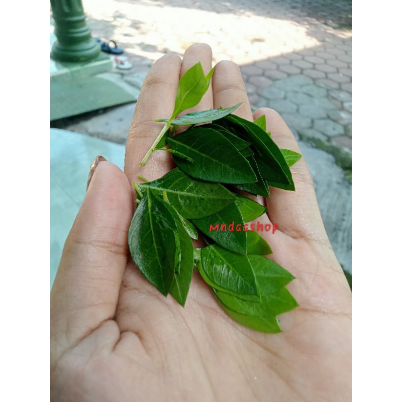 

DAUN PACAR KILOAN-HARGA MURCE