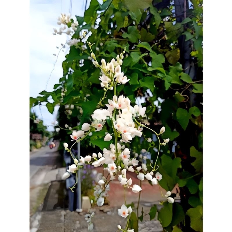 Tanaman hias air mata pengantin bunga putih / pohon bunga air mata pengantin warna putih