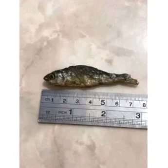 

ikan bilih Padang tawar