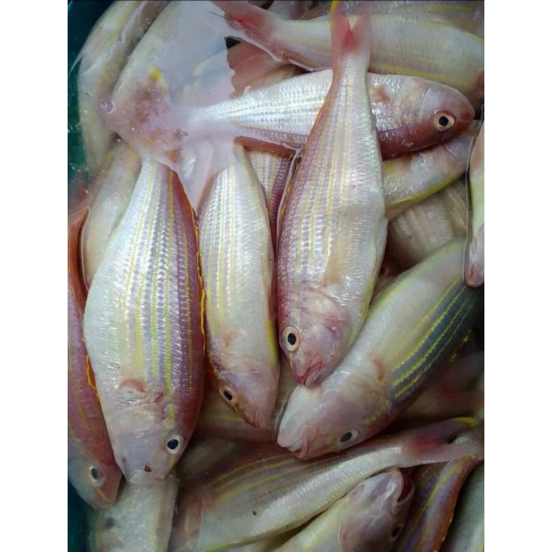 

Ikan Kuningan