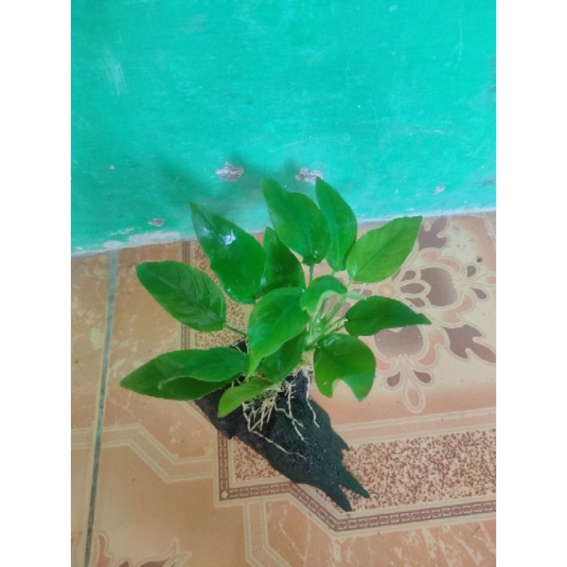 anubias golden ukuran besar media kayu rentek