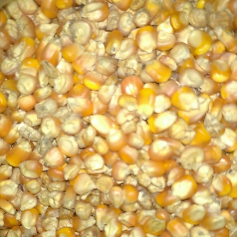 Jagung Pipil kering pakan Ayam jago