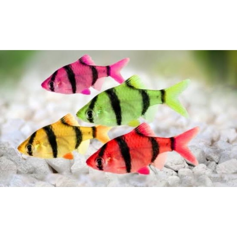 SUMATRA TIGER GOLPIS