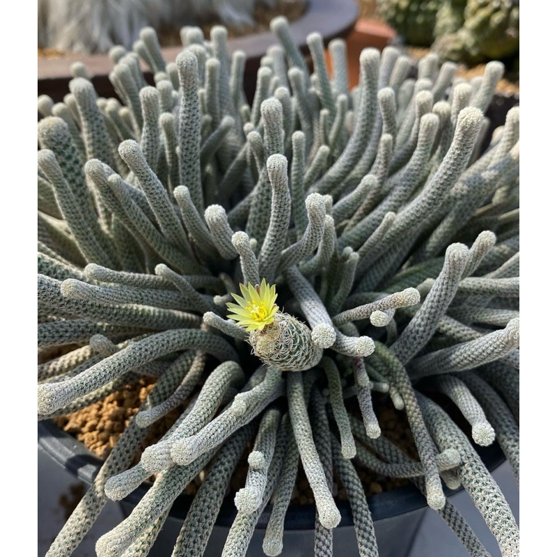 TURBINICARPUS MINIMUS / KAKTUS IMPORT / BIBIT KAKTUS / KAKTUS OWNROOT
