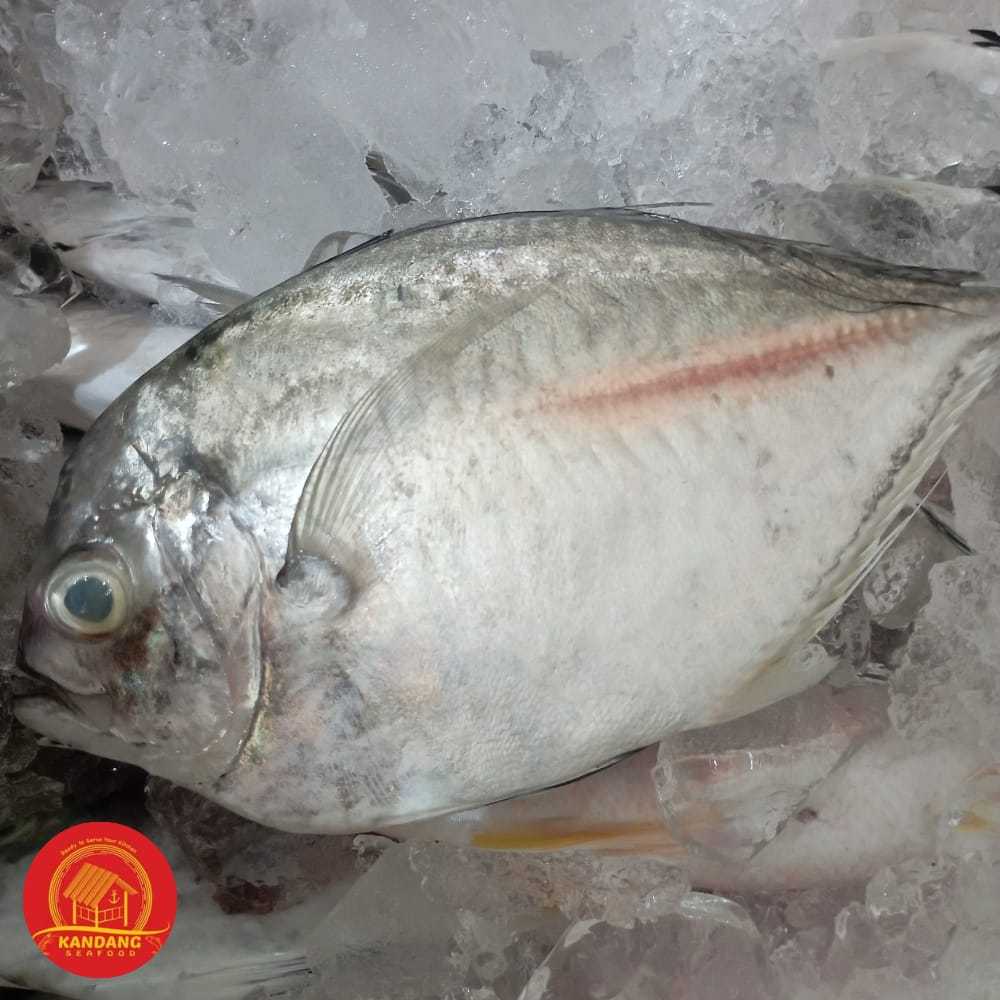 

Ikan Kuwe Kwe Segar Fresh 1Kg