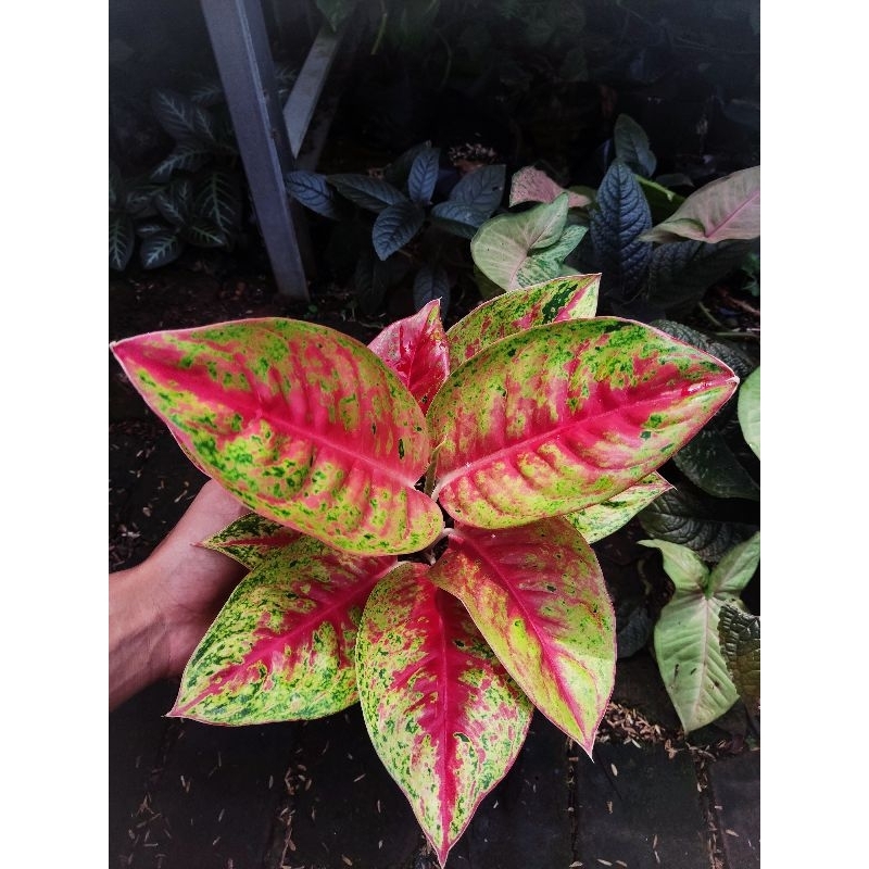 paket 2 Aglonema tanian lokal andini dan mahasety