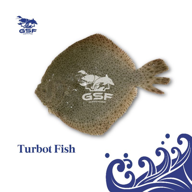 

Live Turbot Fish Import to Korea I Ikan Turbot Hidup