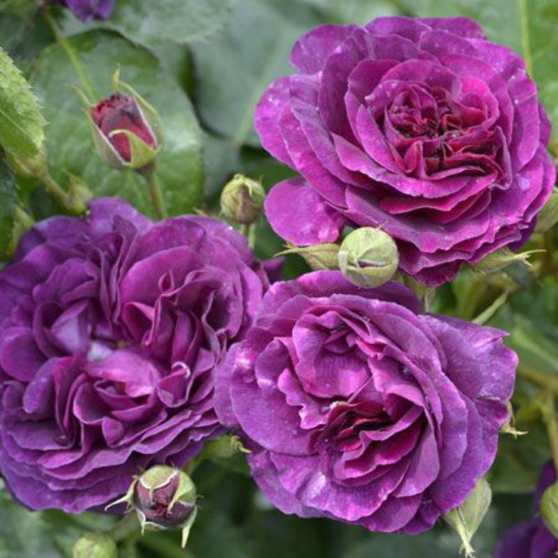 MAWAR IMPORT MINERVA (indukan)