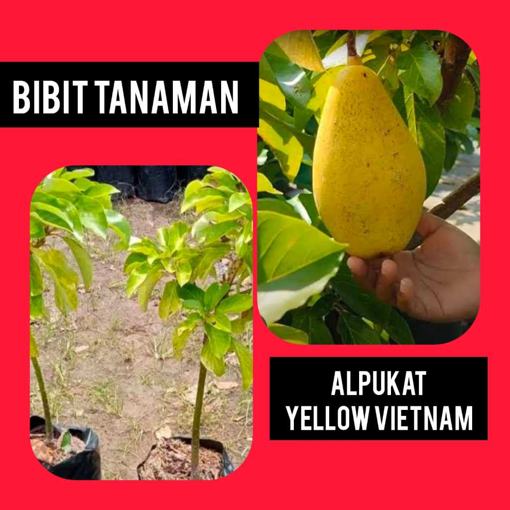 Bibit Alpukat Yellow Vietnam