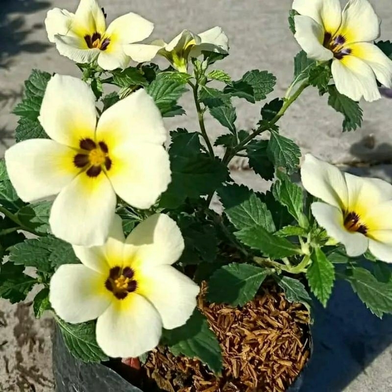 tanaman bunga Yolanda BUNGA PUTIH