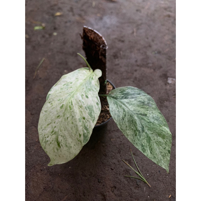 tanaman hias epipremnum hanoman sp bali