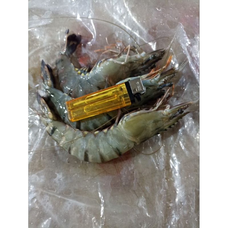 

udang pancet size 30-35