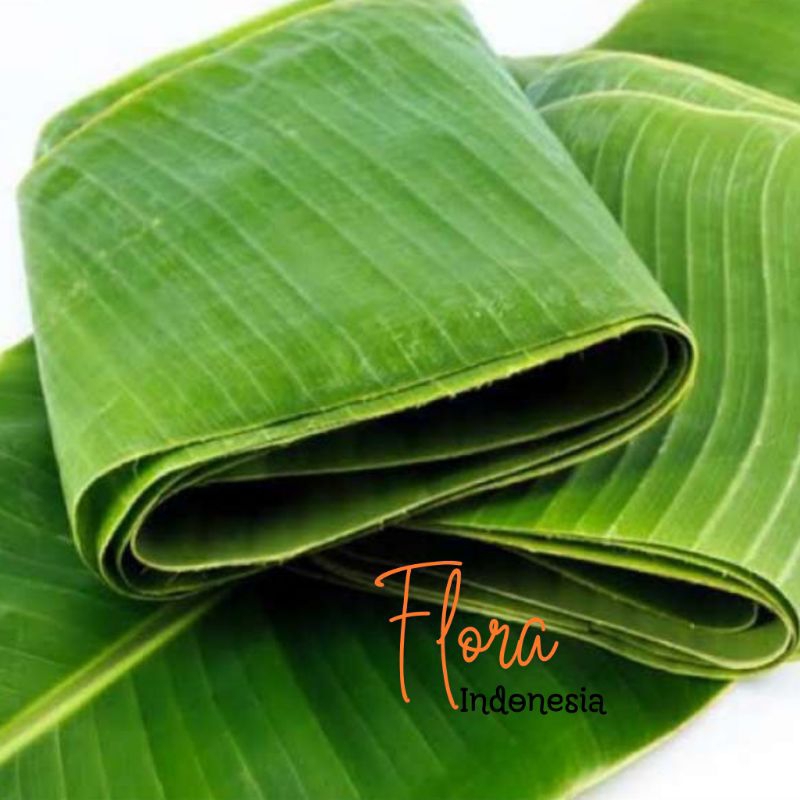 

Daun Pisang segar dipetik saat ada orderan harga per lembar daun pisang