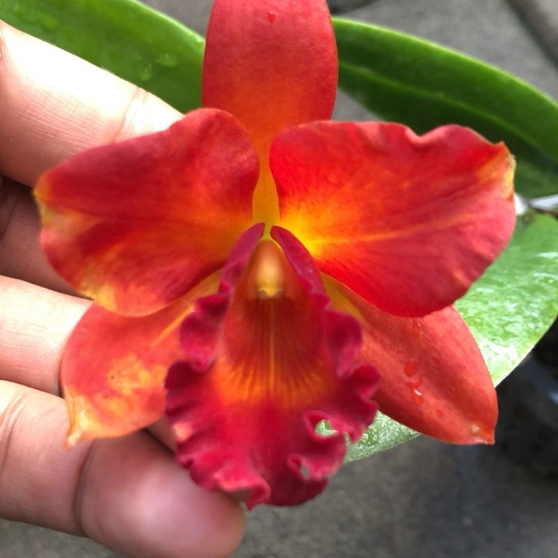 Tanaman Hias Anggrek Cattleya