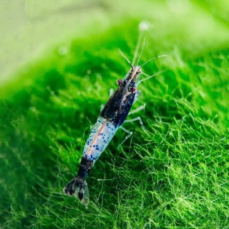 

udang blue rili
