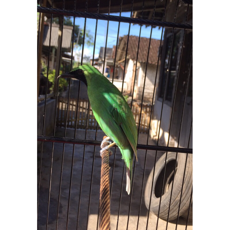 CUCAK IJO ALAS PURWO SUPER