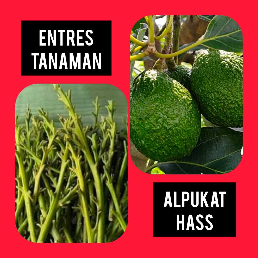 Entres / Mata Tunas Alpukat Hass