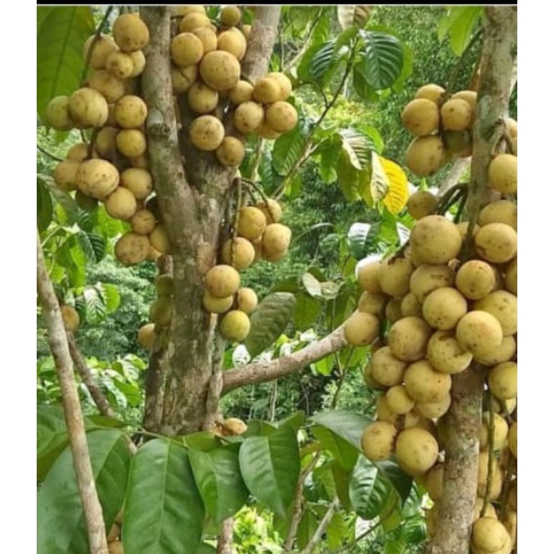 bibit buah kokosan okulasi