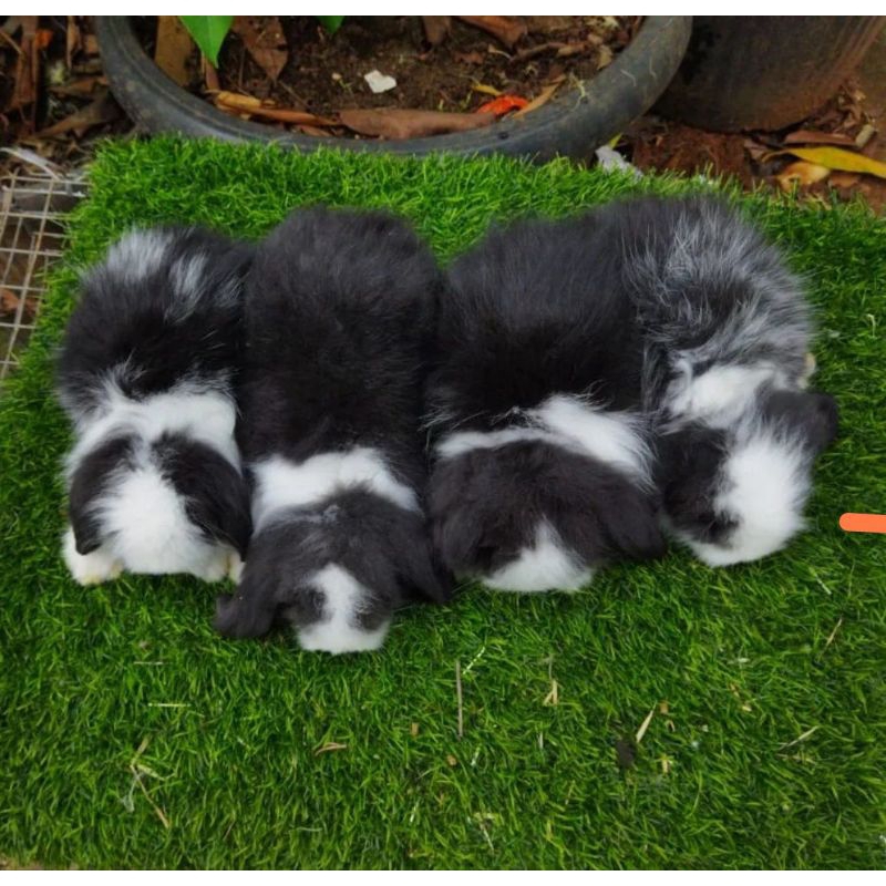 Kelinci Hias Fuzzy Lop Panda