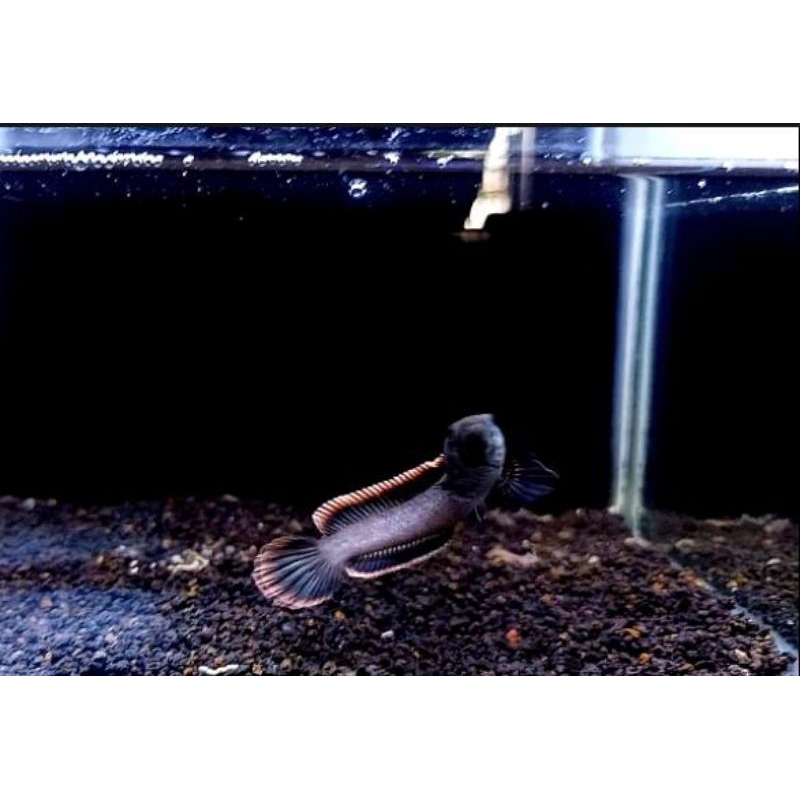 chana limbata lawu Rim tebal