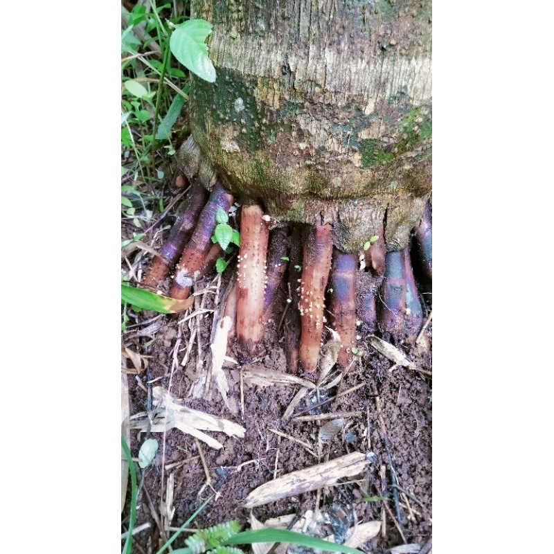 

Akar Pinang Muda Segar 1Kg Akar Pinang Herbal Asli Terlaris