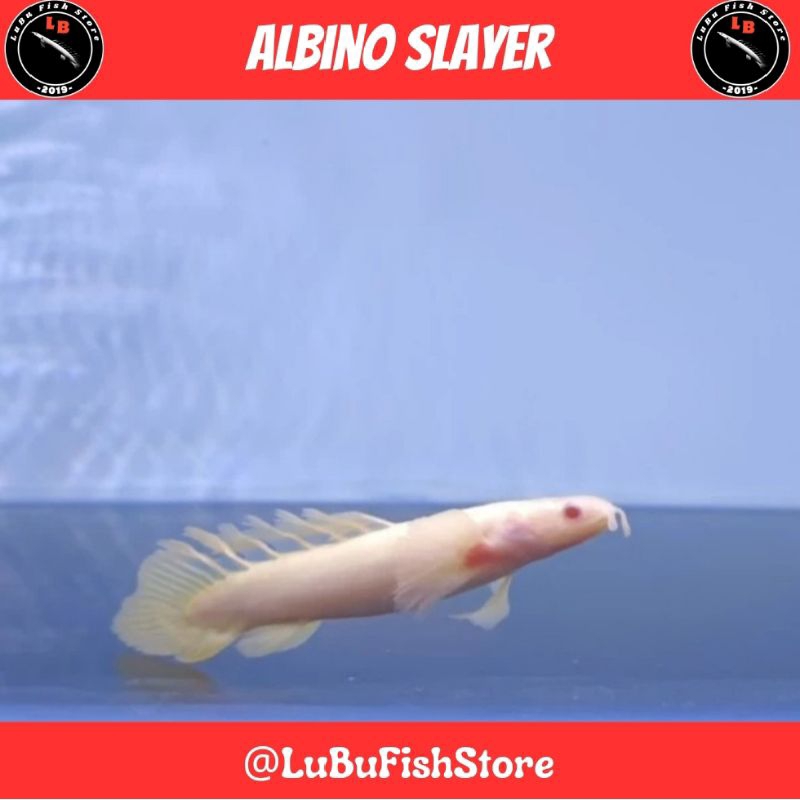 Aksesoris Aquarium Palmas Albino Slayer