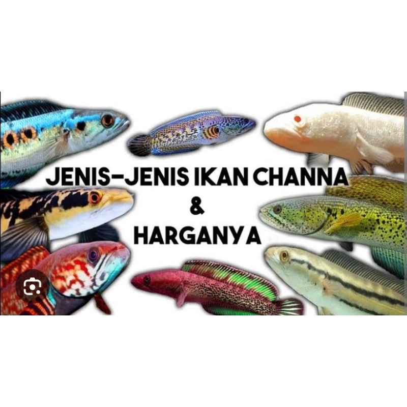 PROMO GILA, LELANG HOKI HOKIAN, HARGA SUKA SUKA, ISI CHANNA MARU RIAU, RB, YS DAN ASIATICA