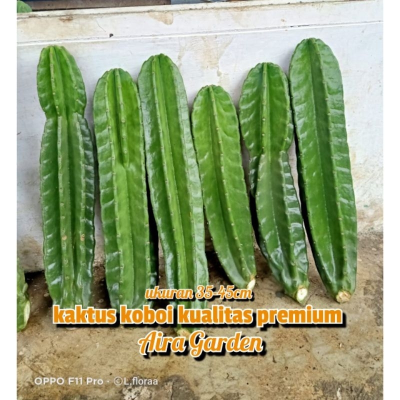 Tanaman Hias Kaktus koboi Tanpa Duri (Premium) / Bunga Hias Kaktus Koboi / Pohon Cactus Coboy / Kakt