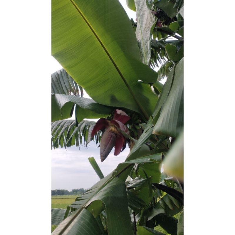 

Buah pisang klutuk wulung / klutuk hitam