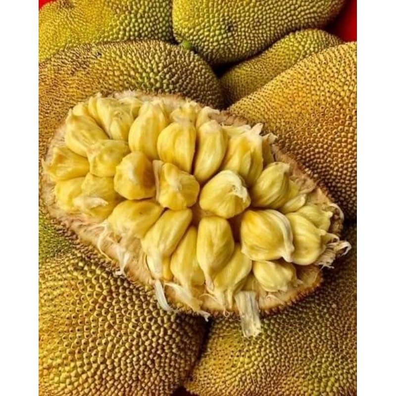 

CEMPEDAK FRESH MANIS SUPER/buah cempedak manis 1kg-3kg fresh