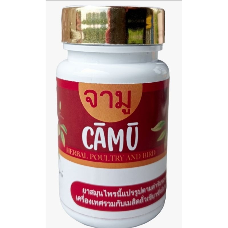 CAMU JAMU perkutut GACOR | Rajin manggung | Bangkok | Lokal | Isi 60 Butir