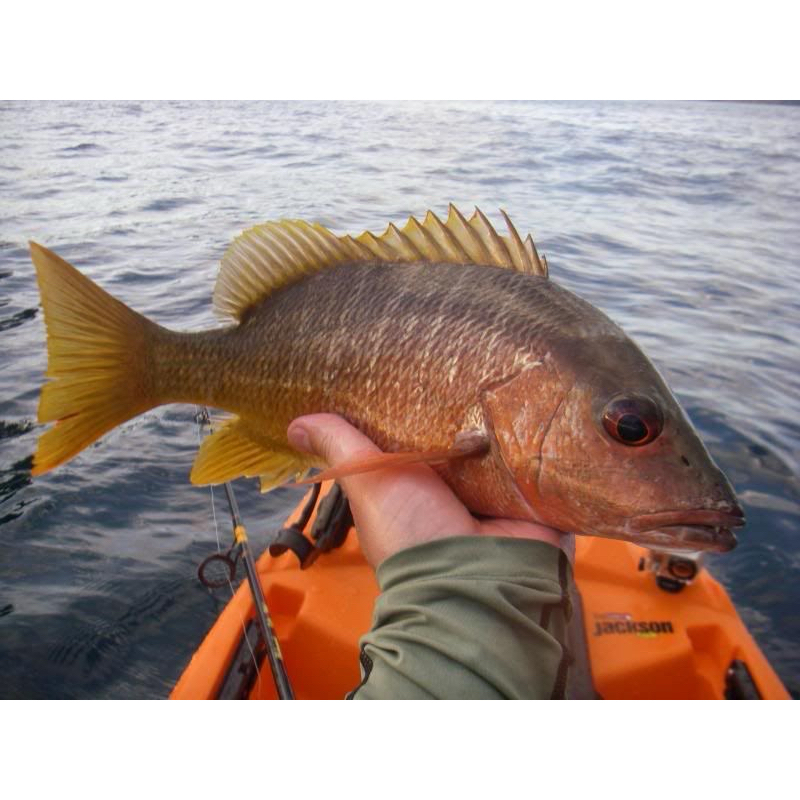 Ikan Mangrove Jack MJ Fresh water