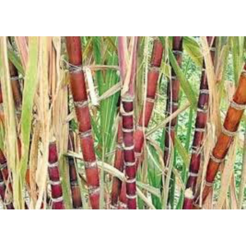 

TEBU MANIS/TEBU BATANG